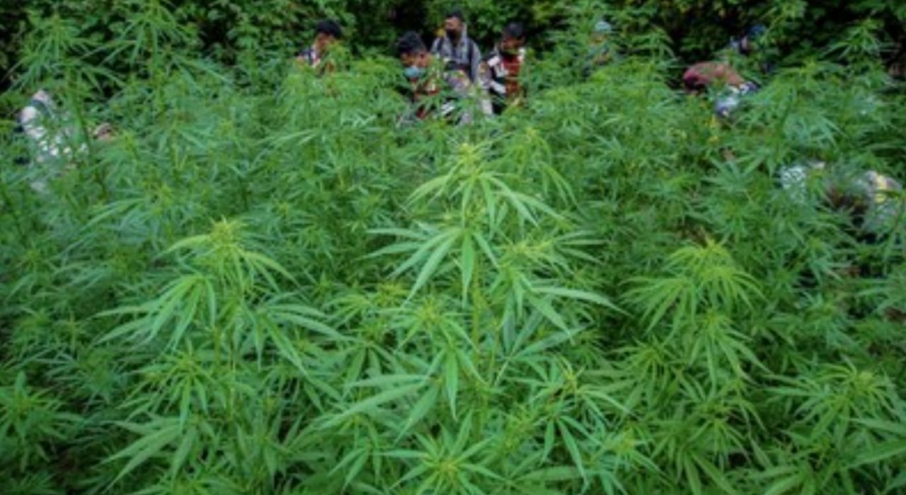 Ladang ganja yang berhasil diungkap Polres Tanah Karo di Desa Pancur Batu, Kecamatan Merek, Kabupaten Karo.