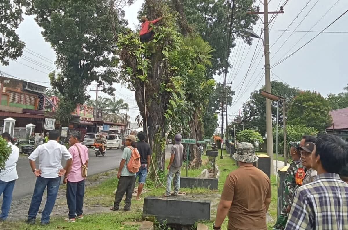 Petugas Forkopimca Siantar menebang dan meranting pohon rawan tumbang di pinggir Jalan Asahan, Kabupaten Simalungun, Senin (27/10/2025).