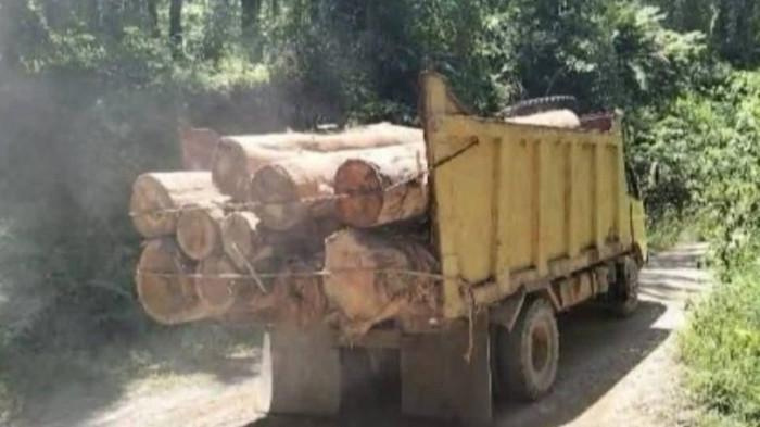 Truk penuh kayu gelondongan diduga hasil pembalakan liar di Labuhanbatu Utara, siap dikirim ke industri pengolahan kayu.