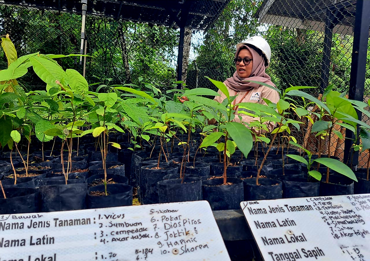Petugas memeriksa bibit anakan tanaman lokal Hutan Batangtoru yang disemai di Nursery Tambang Emas Batangtoru, Senin (10/11/2025). (Samman/MetroDaily)