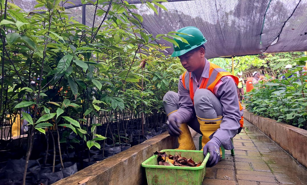 Pemagang sedang mengangkat daun kering dari area bibit siap tanam di Nursery Tambang Emas Martabe-Batangtoru, Senin (10/11/2025). (Samman/MetroDaily)