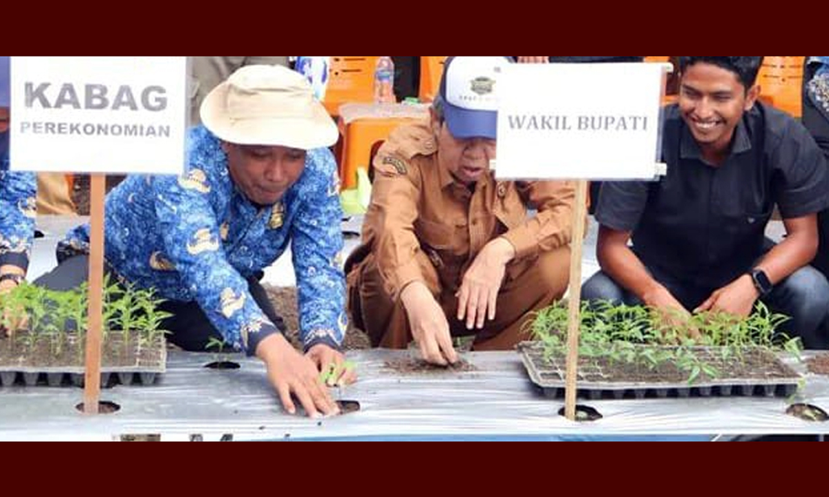 Tanam Perdana Cabai Merah di Desa Bahal, Portibi, sebagai langkah pengendalian inflasi daerah di Paluta.