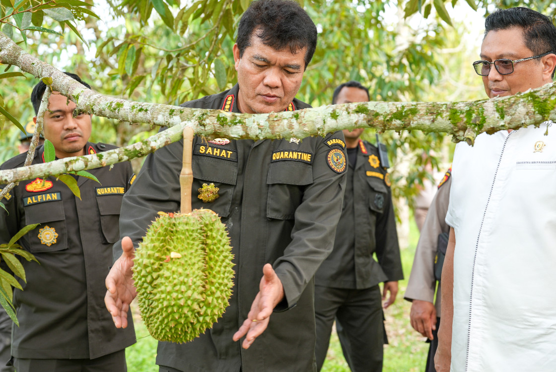 Buah durian segar di pasar Asia Tenggara kini semakin ketat bersaing menembus pasar China.