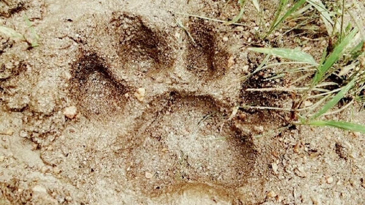 Jejak kaki yang diduga Harimau Sumatera terlihat di sekitar kolam belakang rumah warga di Kampung Simatohir, Angkola Sangkunur, Tapanuli Selatan.