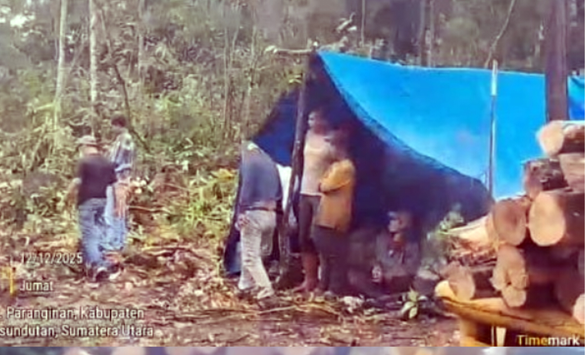 Kayu hasil tebangan yang telah dipotong dan dimuat ke dump truk Colt Diesel saat ditemukan KPH Wilayah XIII bersama penyidik Polres Humbahas di Kecamatan Peranginan, Humbahas.