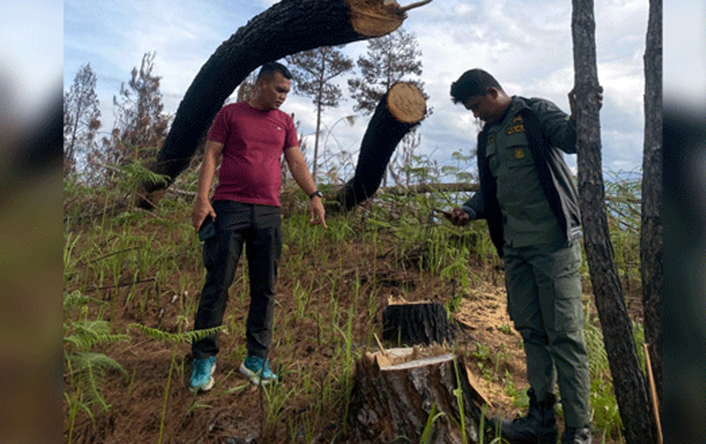 Petugas Polres Humbang Hasundutan bersama UPTD KPH XIII Doloksanggul meninjau lokasi penebangan pohon pinus di kawasan Hutan Lindung Desa Parsingguran II, Kecamatan Pollung.