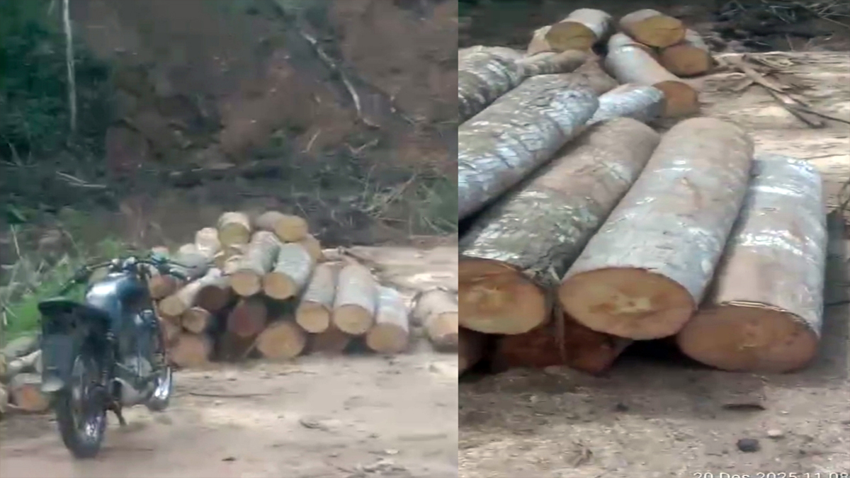 Aktivitas di sekitar basecamp PT PLS yang disoroti lembaga adat Hayuara Mardomu Bulung terkait dugaan penebangan kayu di Tapanuli Selatan.