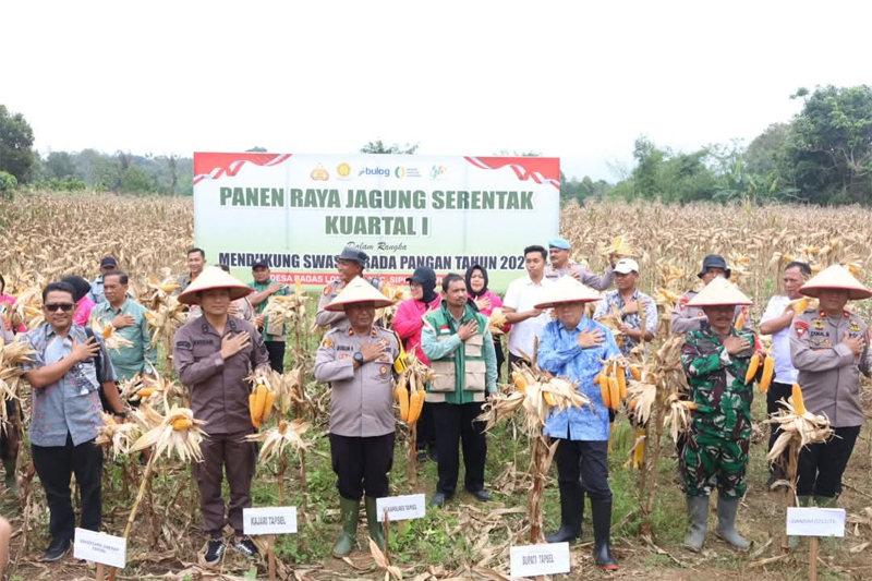 Wakil Bupati Tapsel, H.Jafar Syahbuddin Ritonga, hadiri Panen Raya Jagung Serentak Kuartal I yang digelar di Desa Bagas Lombang, Kec.Sipirok.