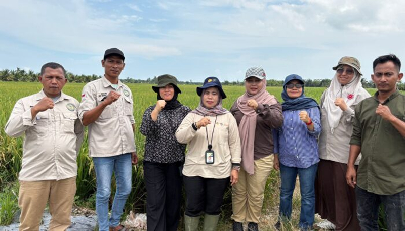 Panen perdana penangkaran benih padi sawah yang dikelola oleh Brigade Pangan Maju Jaya Sehati di Kabupaten Labuhanbatu Utara.