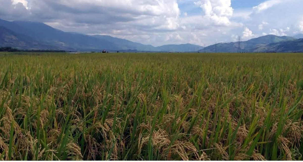 Panen Raya Padi Sawah di Desa Lau Mulgap, Kecamatan Mardingding, Kabupaten Karo, sebagai bukti keberhasilan Pemkab memulihkan lahan terdampak banjir.