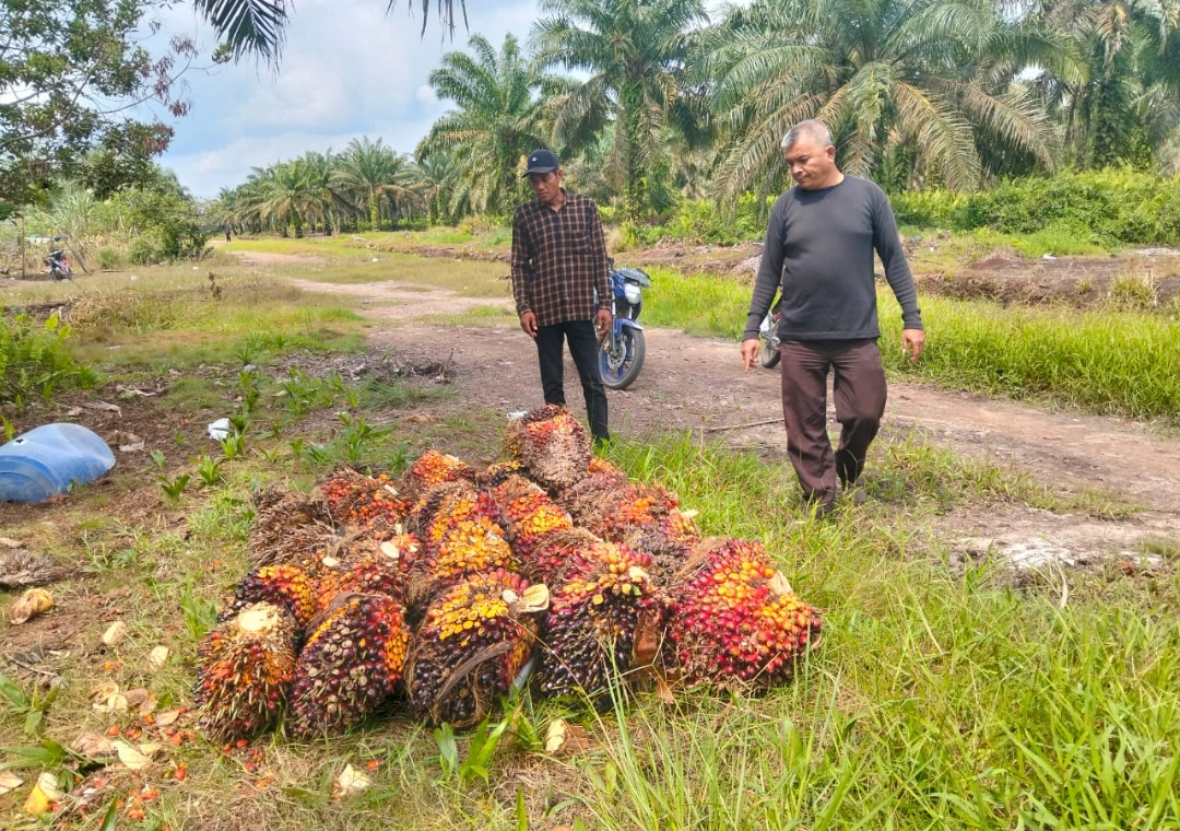 Panen sawit di lahan eks Aset PT Grahadura Leidong Prima.