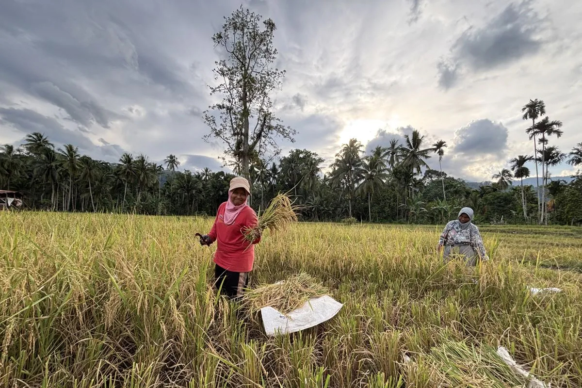 Petani penyintas banjir memanen padi di sawah Desa Tolang Jae, Kecamatan Sayur Matinggi, Tapanuli Selatan, yang selamat dari bencana hidrometeorologi.