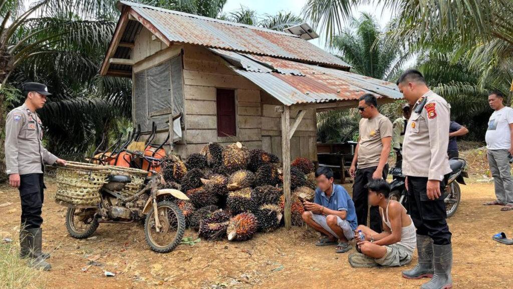 Pencuri Tandan buah sawit di perkebunan diamankan aparat - Ilustrasi.