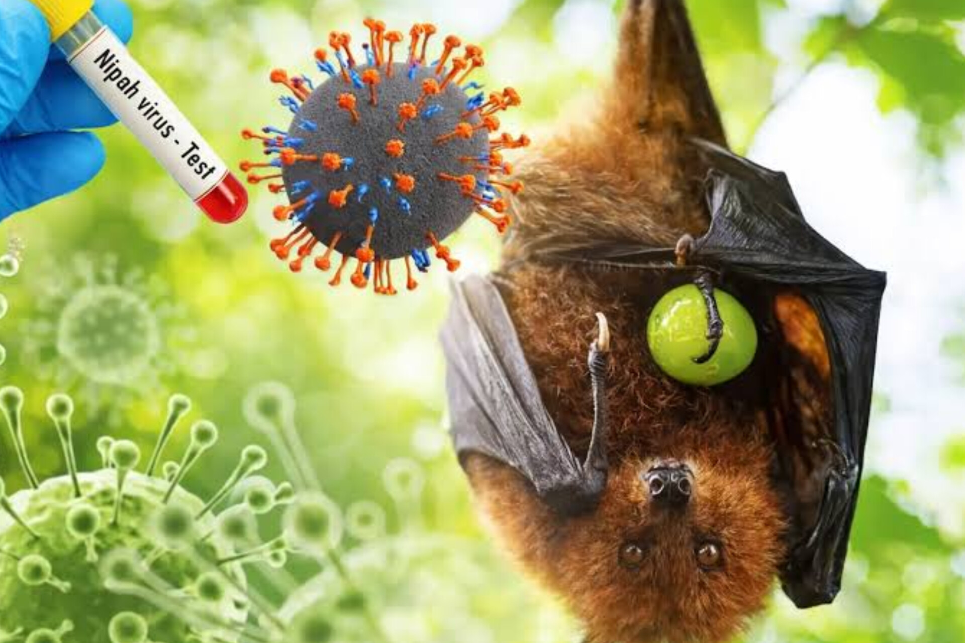 Kemenkes meminta warga waspada terhadap virus Nipah, yang saat ini kembali dilaporkan terjadi di India.