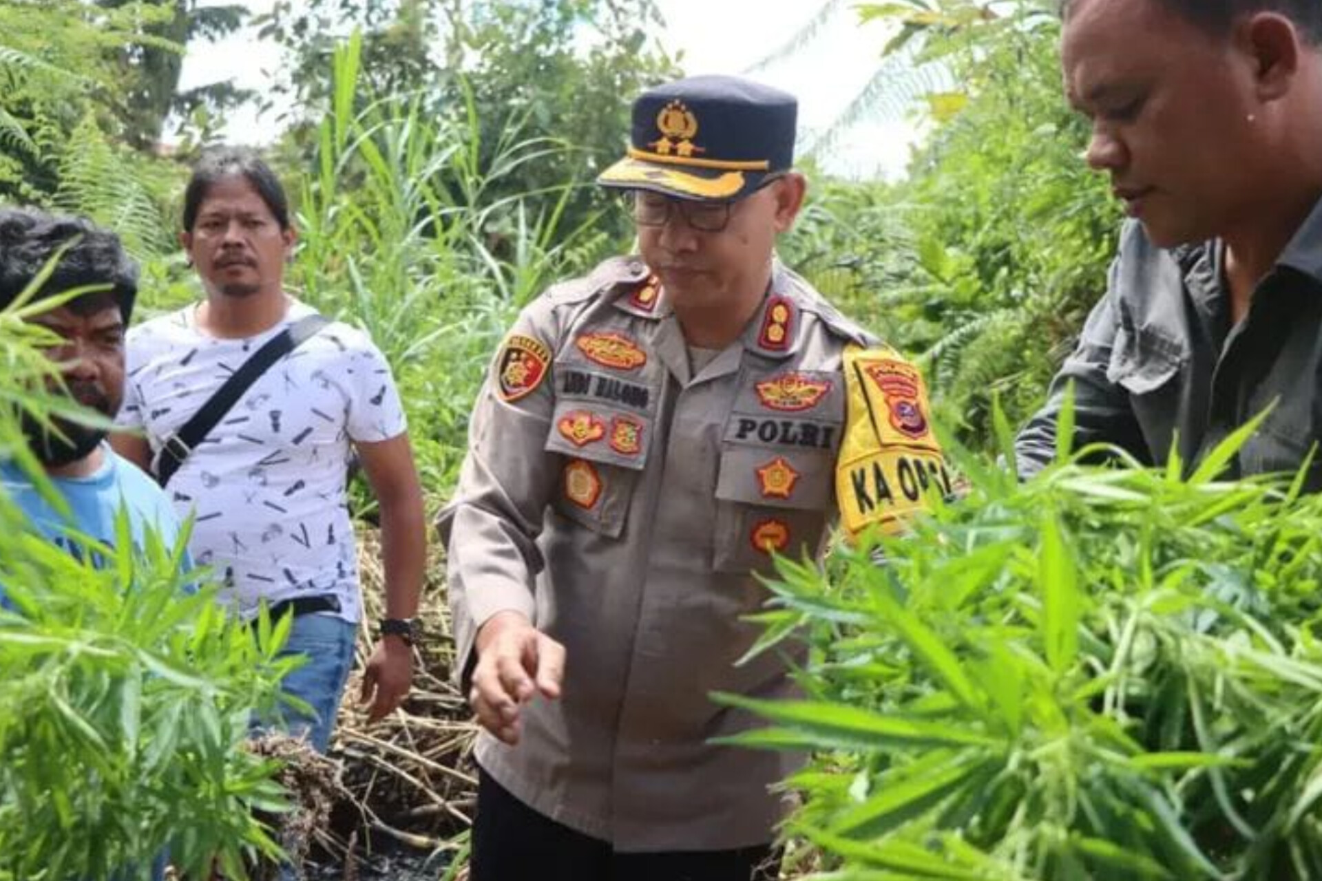 Kapolres Tanah Karo AKBP Pebriandi Haloho bersama jajaran Satresnarkoba meninjau langsung ladang ganja yang ditemukan di Desa Cinta Rakyat, Kecamatan Merdeka.