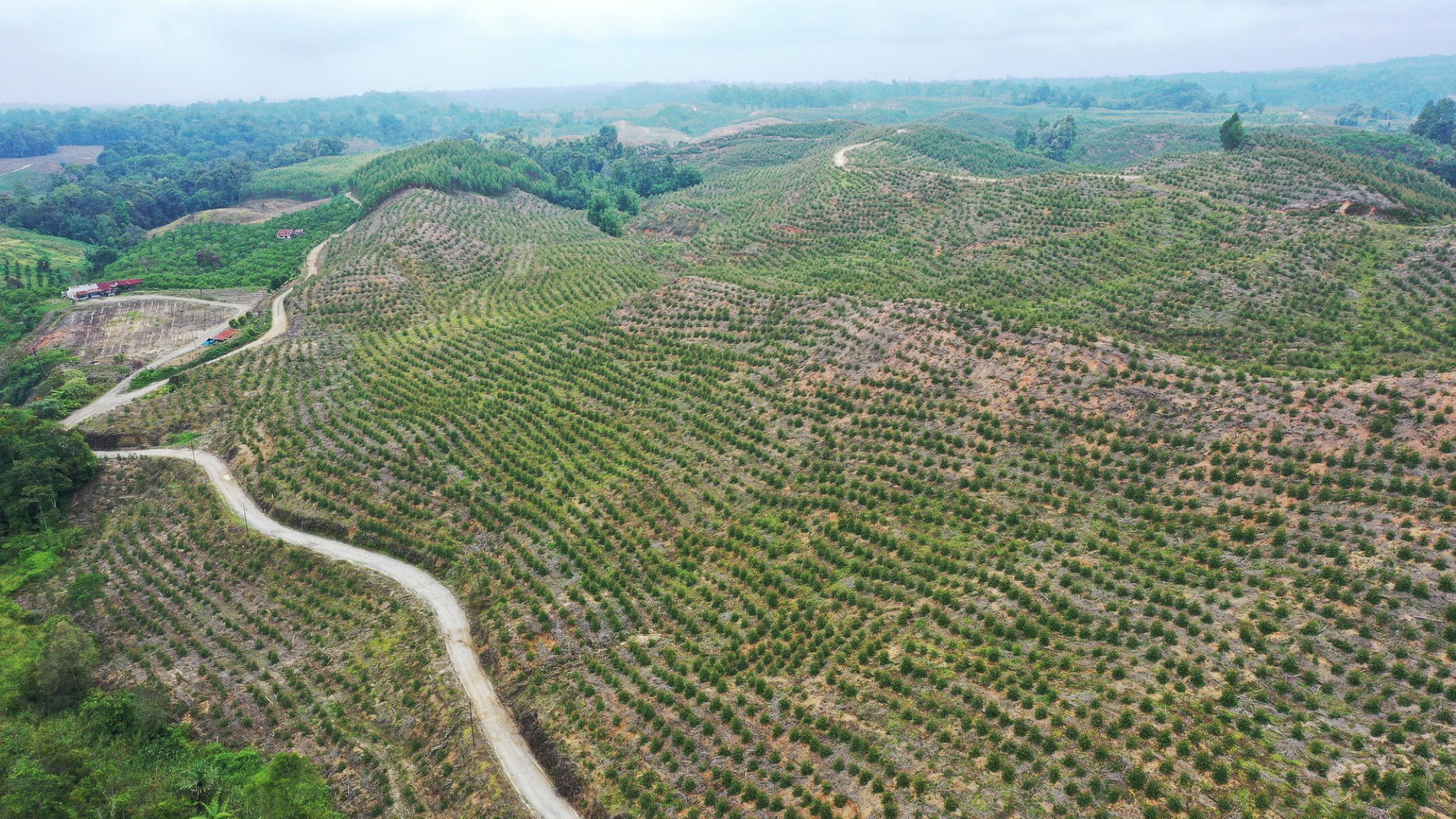 Lahan kebun milik PT Toba Pulp Lestari Tbk di Kabupaten Toba yang kini diambil alih negara melalui Satgas PKH.