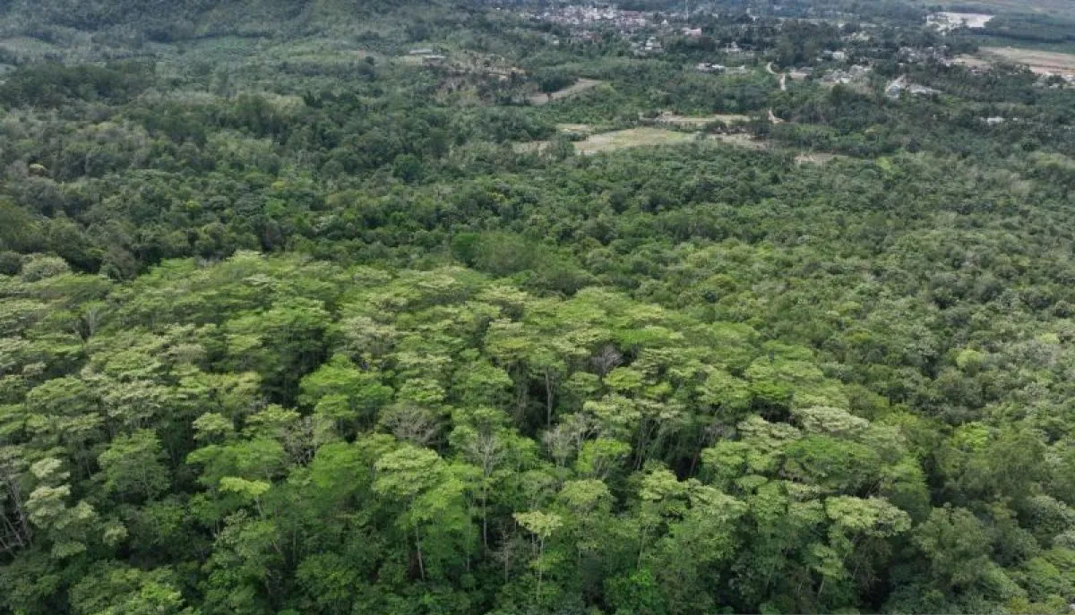 Area bekas penimbunan material tambang di kawasan Henny Dump, Tambang Emas Martabe, Batang Toru, yang telah dipulihkan PT Agincourt Resources menjadi kawasan hutan.