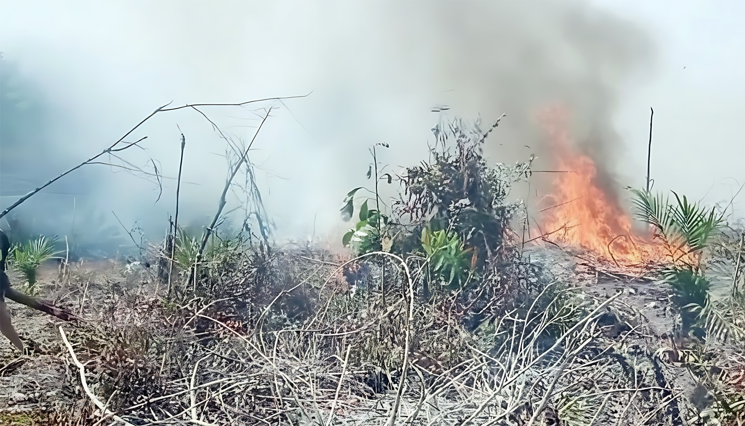 Kobaran api melahap lahan perkebunan sawit dan karet milik warga di Kuala Beringin, Labuhanbatu Utara, hingga menghanguskan lima hektare area.