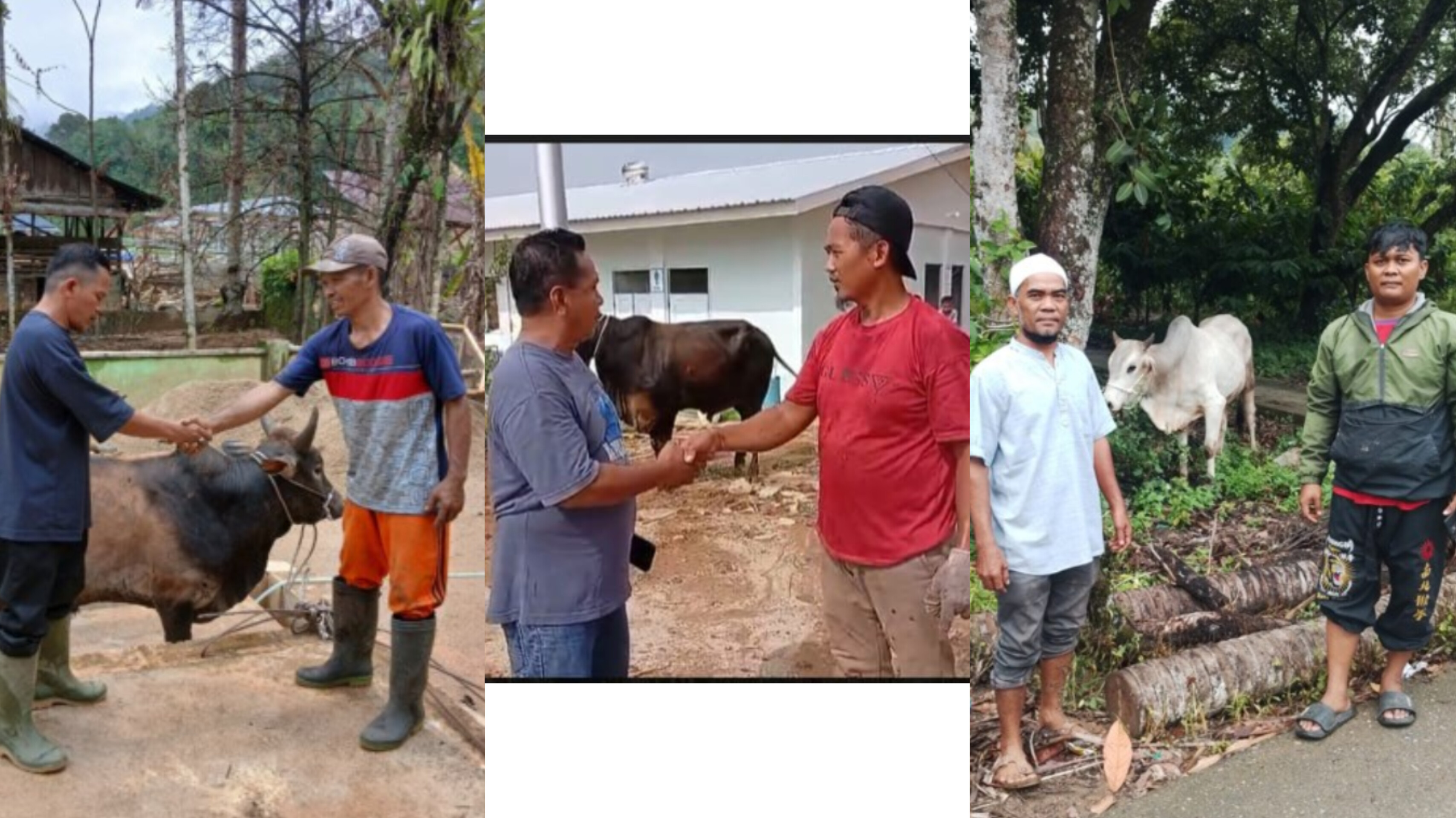 Bantuan 10 ekor sapi dari Gubernur Sumatera Utara, Bobby Nasution, disalurkan kepada masyarakat terdampak bencana di Kabupaten Tapanuli Selatan dan Tapanuli Tengah menjelang Idulfitri 1447 Hijriah. 