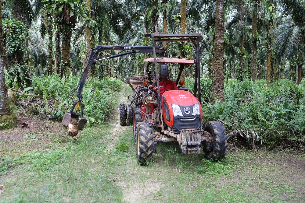 Ilustrasi kebun kelapa sawit. Warga dan kepala desa di Labuhanbatu Utara konflik karena lahan kebun sawit.