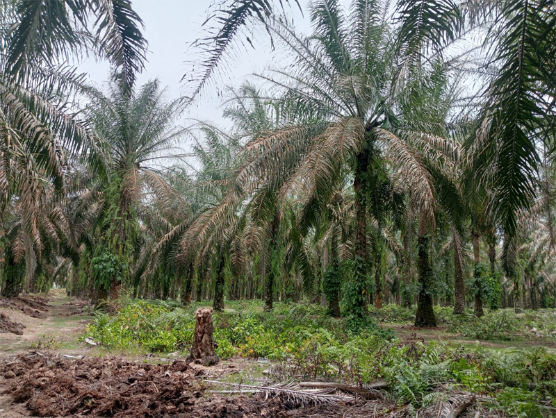 Kondisi sawit yang diserang ulat di Perkebunan PTPN IV Regional I Kebun Bandar Selamat Kecamatan Aek Songsongan.