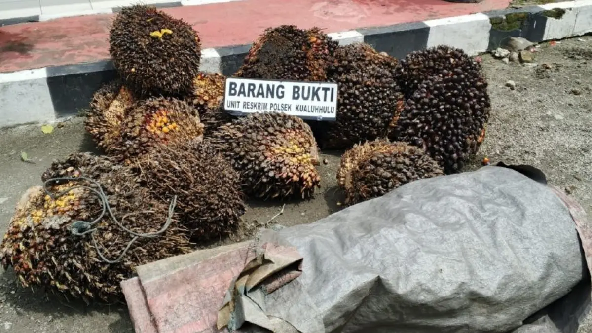 Pencuri Sawit di Palas Diamankan Petugas, Bawa 14 Tandan Buah Sawit 570 Kg