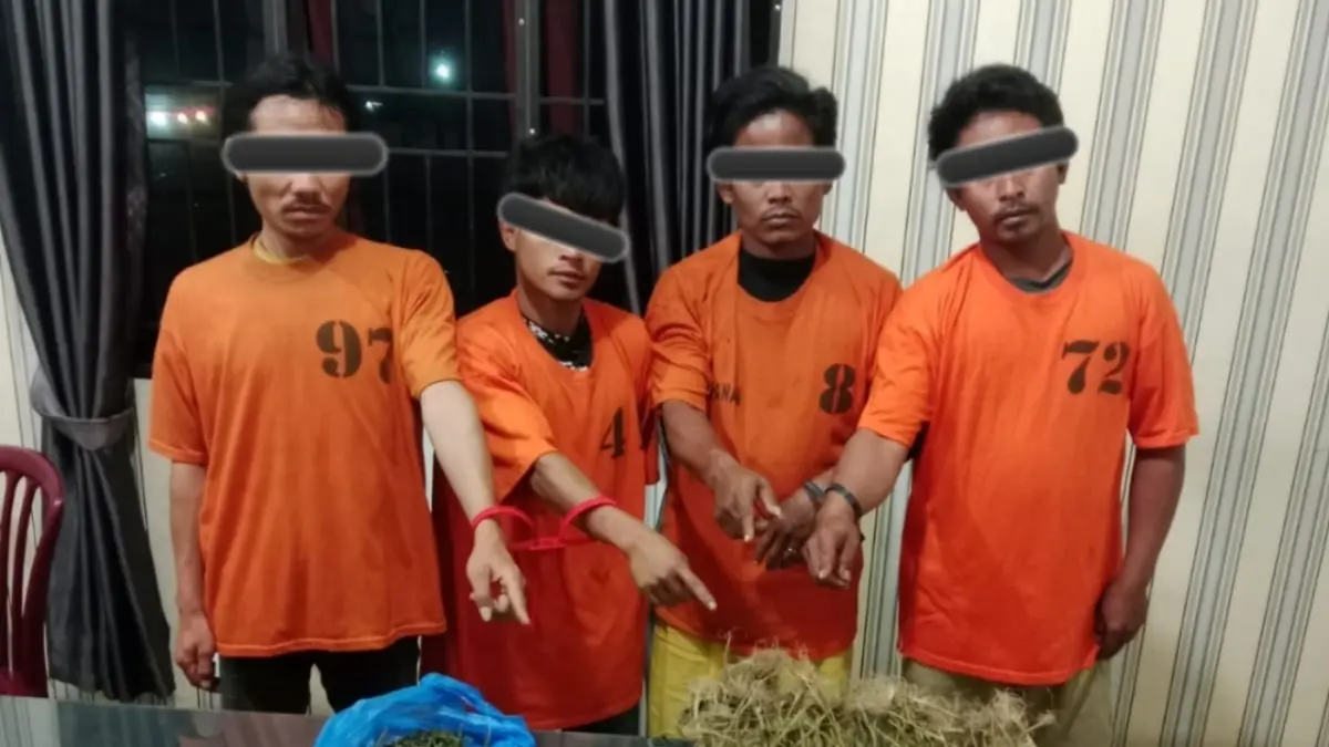  Barang bukti ganja dan empat tersangka yang diamankan Polres Karo dalam penggerebekan kasus peredaran dan budidaya ganja. 
