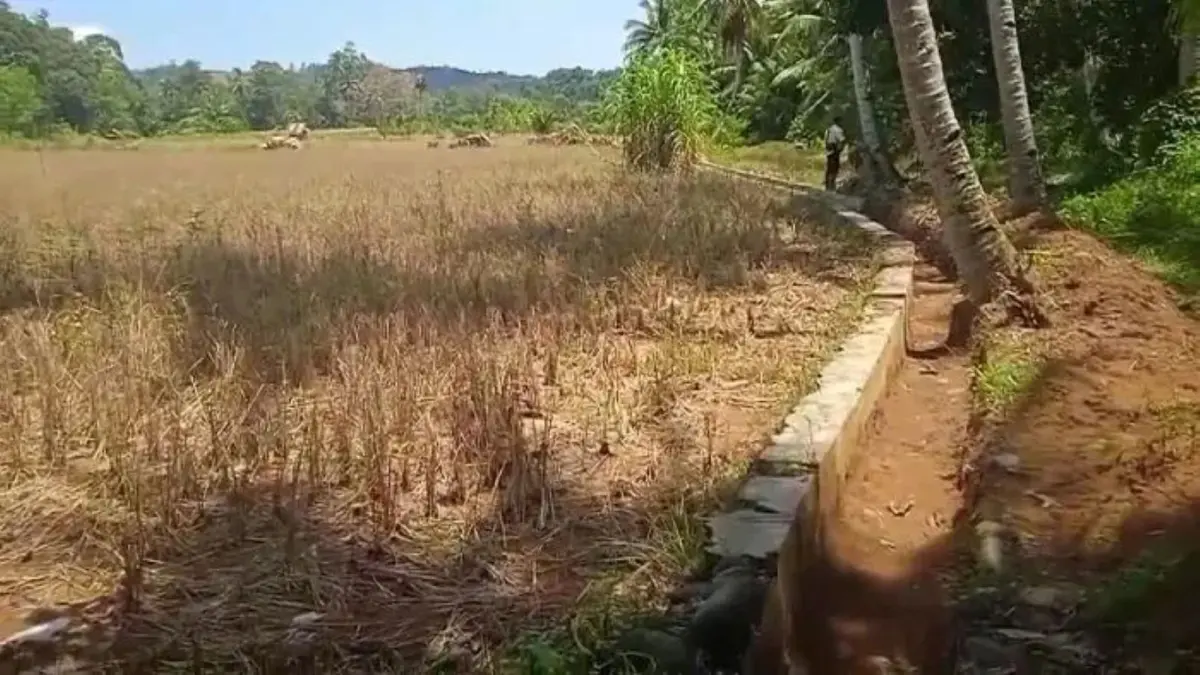 Lahan persawahan di Tapanuli Tengah ditumbuhi ilalang akibat kekeringan setelah bendungan irigasi ambruk dan belum diperbaiki sejak 2025.