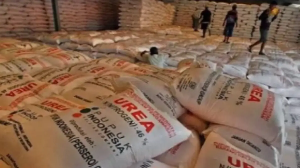 Petani di Kabupaten Karo menunjukkan pupuk non-subsidi yang terpaksa dibeli dengan harga tinggi akibat kelangkaan pupuk subsidi di tingkat kios.