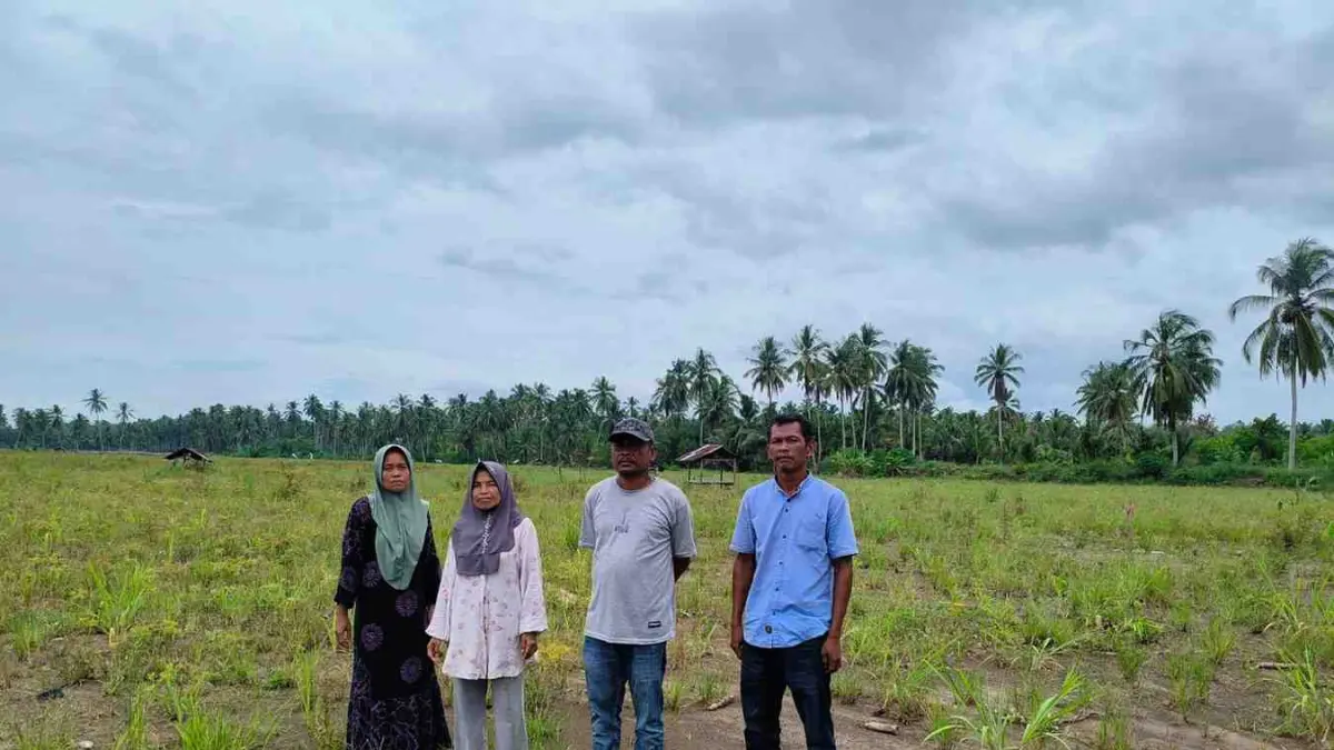 Kondisi lahan persawahan di Saba Lama, Desa Sayur Matua, Kecamatan Naga Juang, Madina, yang masih tertimbun material longsor pascabanjir 2025.