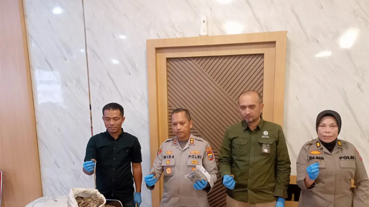 Kapolres Padangsidimpuan, AKBP Dr Wira Prayatna, Kasi Humas AKP Ida Mery, perwakilan BKSDA wilayah III Padangsidimpuan Susilo, saat pengungkapan kasus perdagangan sisik trenggiling.