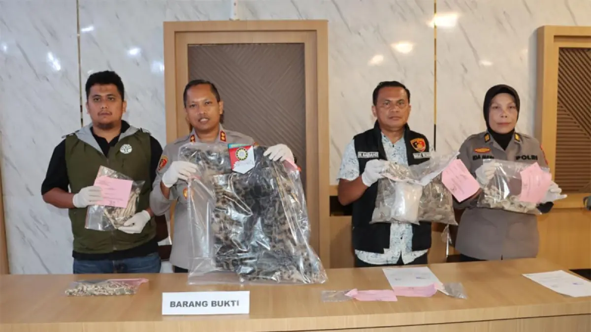 Barang bukti berupa kulit harimau dahan, sisik trenggiling yang disita Polres Padangsidimpuan.