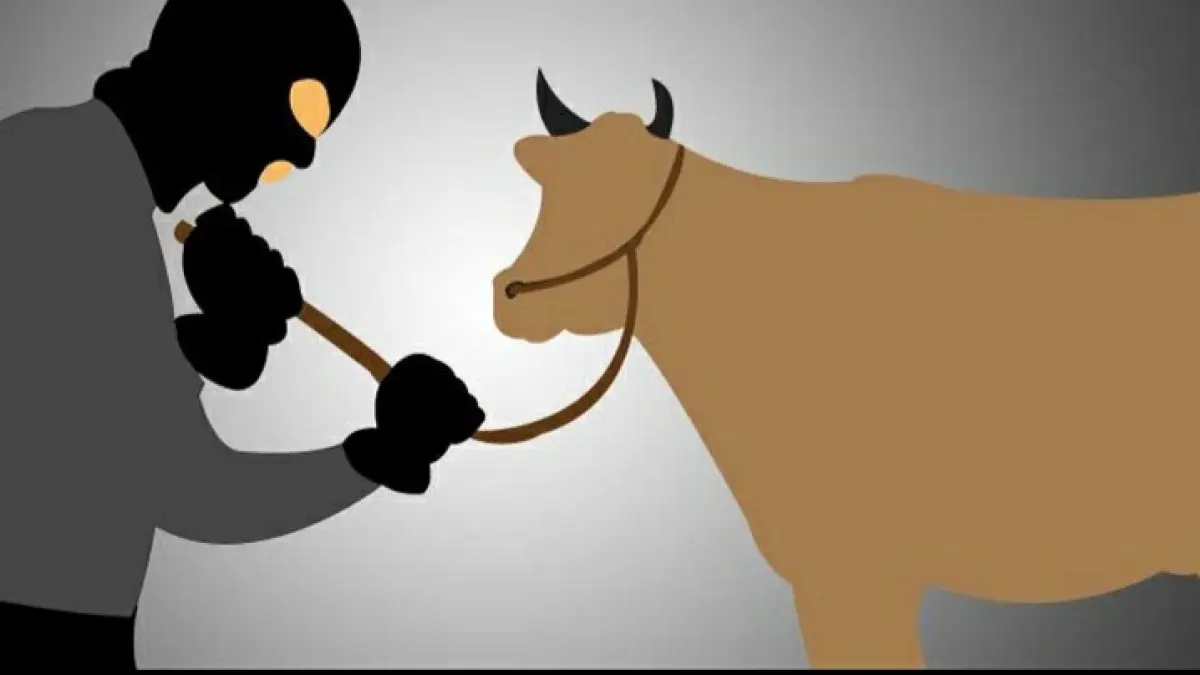 Pencurian Lembu di Asahan Meningkat: 3 Ekor Raib, Pelaku Diduga Pakai Mobil