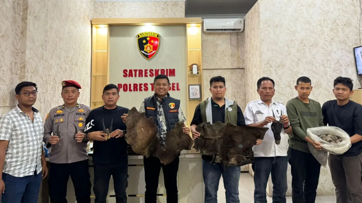 Petugas Polres Tapanuli Selatan menunjukkan barang bukti sisik trenggiling, tanduk, dan kulit satwa dilindungi yang diamankan dari tersangka.