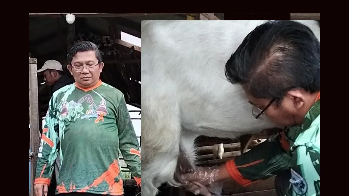Munarta Ginting menunjukkan peternakan kambing etawa miliknya di Desa Sukanalu, Kecamatan Tigapanah, Kabupaten Karo.