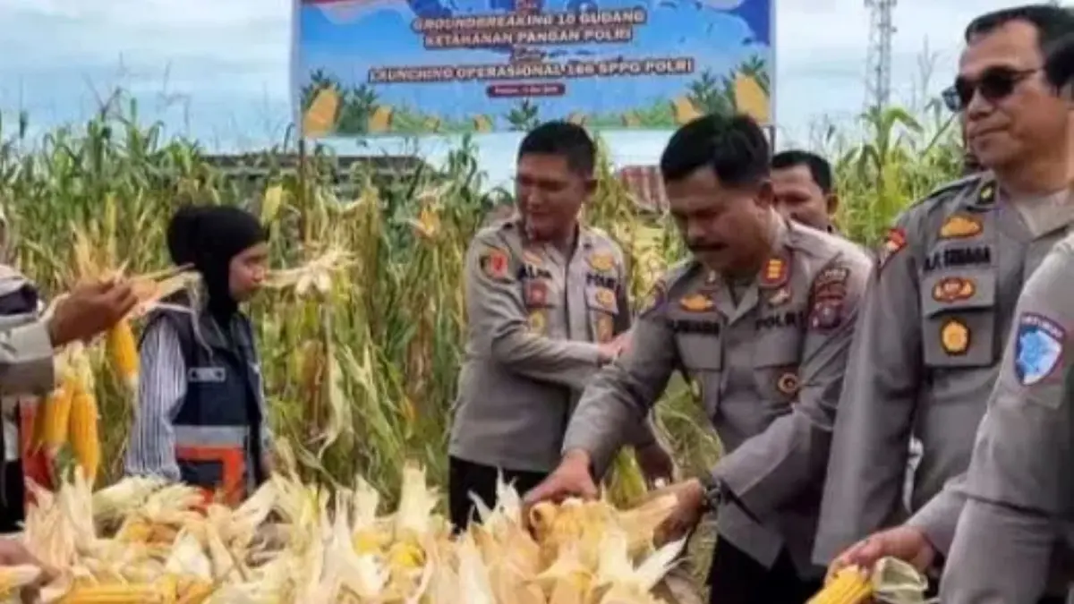 Jajaran Polres Tapanuli Tengah melaksanakan panen raya jagung serentak kuartal II Tahun 2026 di lahan ketahanan pangan Mapolres Tapteng, Sabtu (16/5/2026).