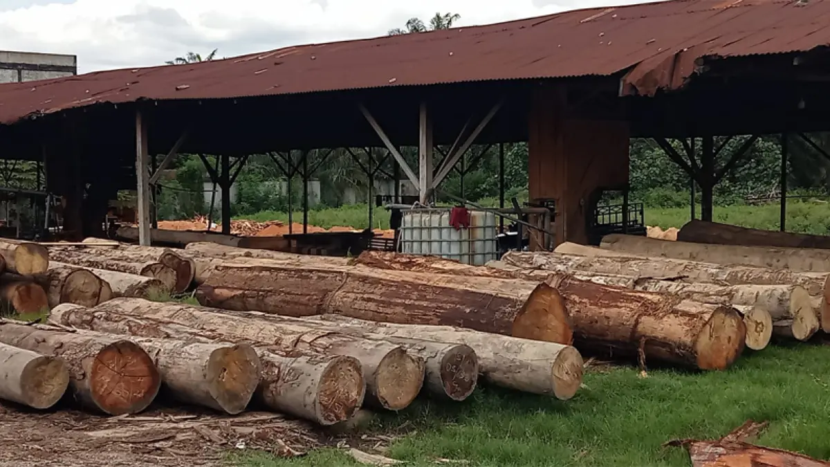 Kayu hutan diduga hasil pembalakan liar yang ditemukan di Asahan.