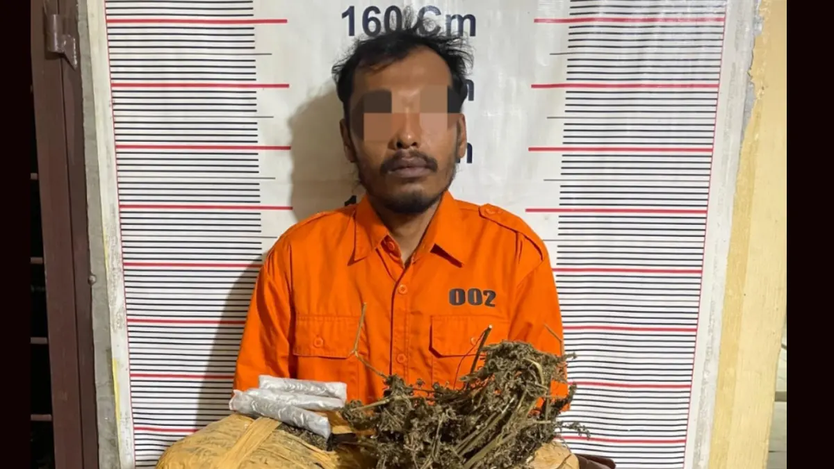 Polisi menunjukkan barang bukti dua bal ganja seberat lebih dari dua kilogram yang disita dari seorang pengedar di kawasan Bukit Lawang, Kecamatan Bahorok, Kabupaten Langkat, Jumat (15/5/2026).