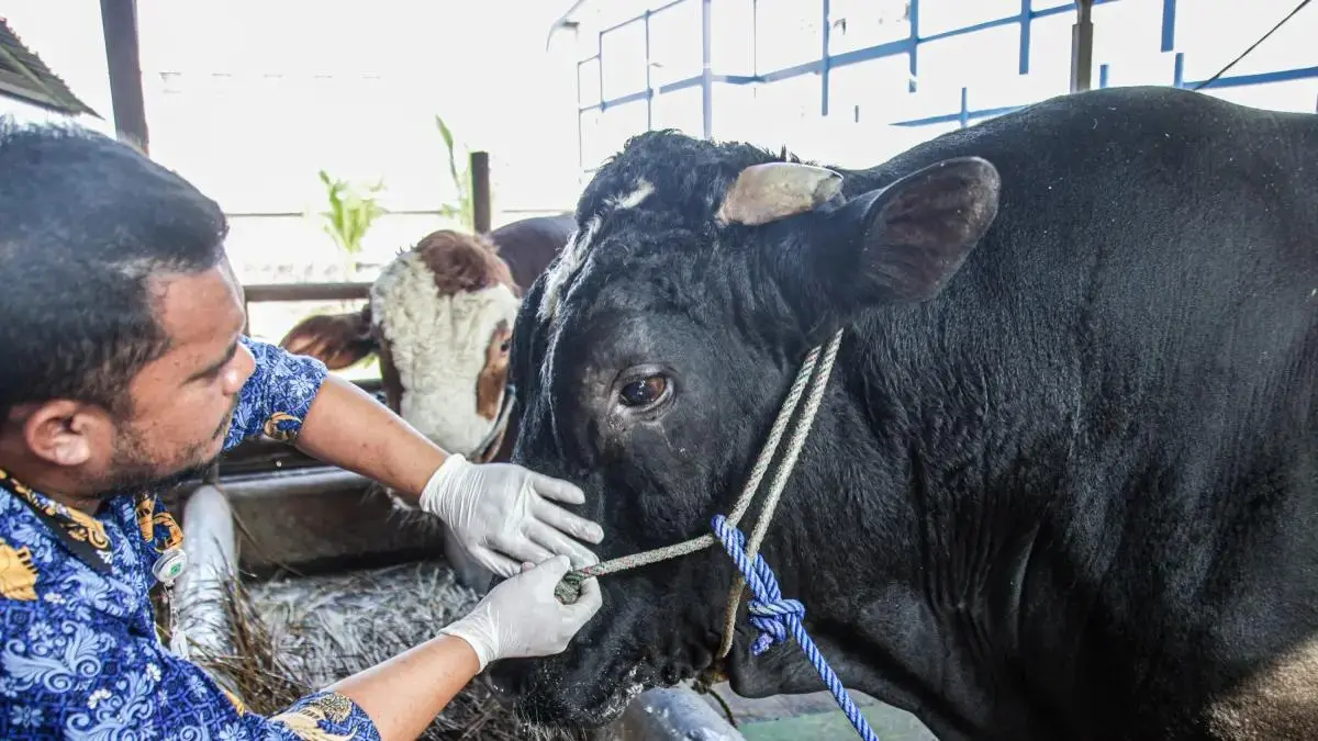Petugas Dinas Ketahanan Pangan dan Pertanian Kota Pematangsiantar memeriksa kesehatan hewan kurban di salah satu lokasi penampungan jelang Idul Adha 1447 H/2026 M.
