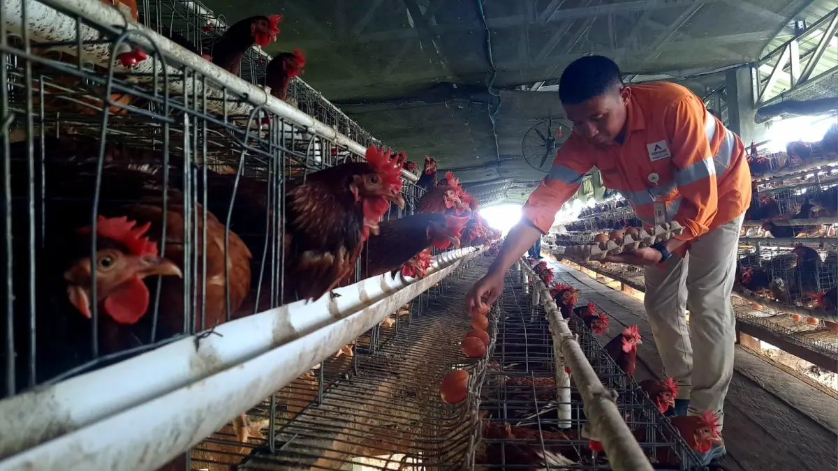 Seorang karyawan yang membina Martabe Chicken Farm mengutip telur ayam dari kandang, Kamis (21/5/2026) di Desa Napa, Kecamatan Batangtoru, Kabupaten Tapsel. (Samman/ MetroDaily)
