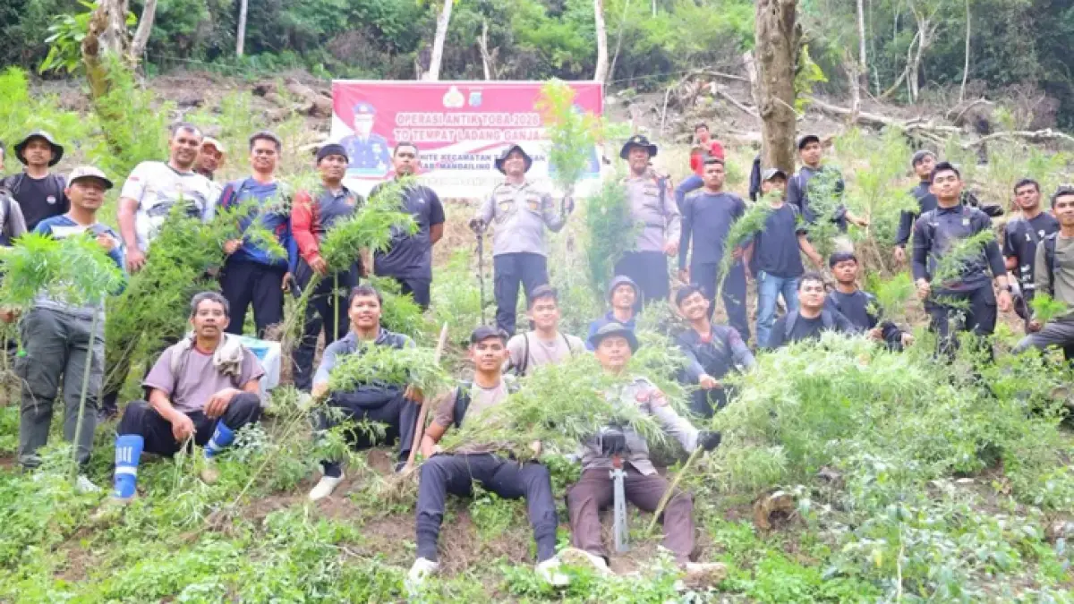 Polisi mencabut ganja di lahan 3 hektare yang ditemukan di kawasan Tor Sihite, Madina.