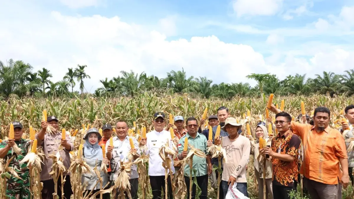 Bupati Tapanuli Selatan Gus Irawan Pasaribu memimpin panen perdana jagung bersama kelompok tani di lahan bekas bencana banjir di Batangtoru.