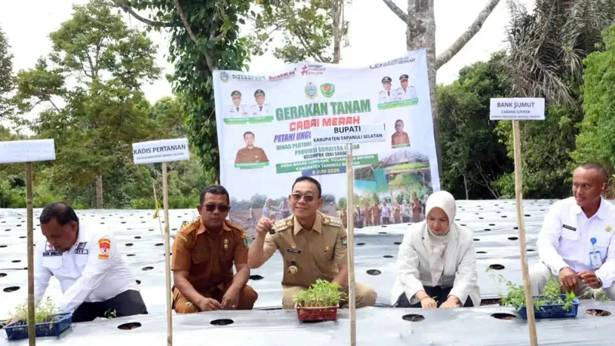Bupati Tapanuli Selatan Gus Irawan Pasaribu menghadiri Gerakan Tanam Cabai Merah Sumut Berkah di Desa Bagas Lombang, Kecamatan Sipirok. 