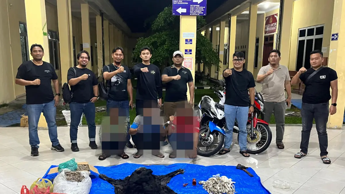 Petugas Satreskrim Polres Simalungun menunjukkan barang bukti hasil pengungkapan kasus perdagangan satwa dilindungi berupa sisik trenggiling, kulit beruang madu, dan bagian tubuh satwa liar lainnya.