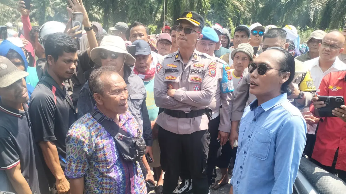  Aksi pemanenan TBS di lahan PT CSIL oleh anggota koperasi.
 