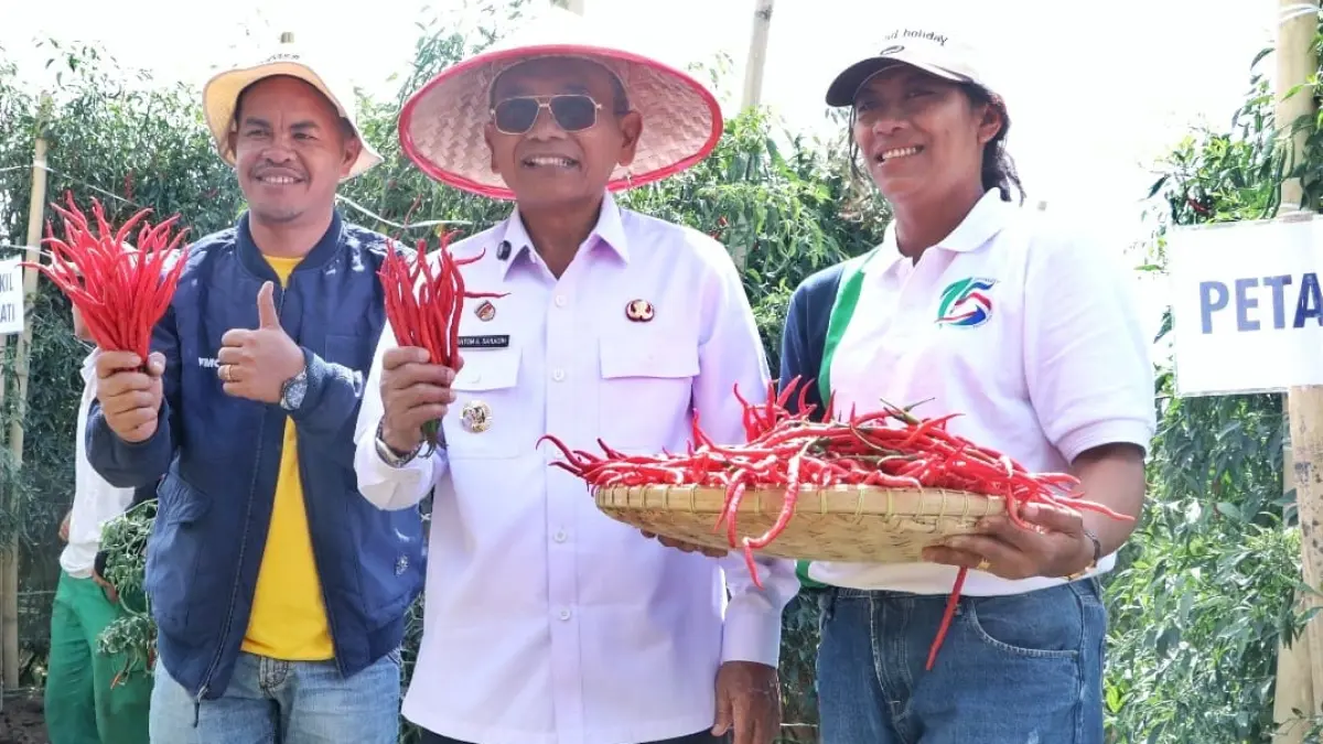  Bupati Simalungun Anton Achmad Saragih memanen Cabai Lokal Siboras bersama petani di Nagori Siboras, Kecamatan Pematang Silimahuta. Varietas lokal ini mampu berproduksi hingga satu tahun dan menjadi komoditas unggulan baru Kabupaten Simalungun. 