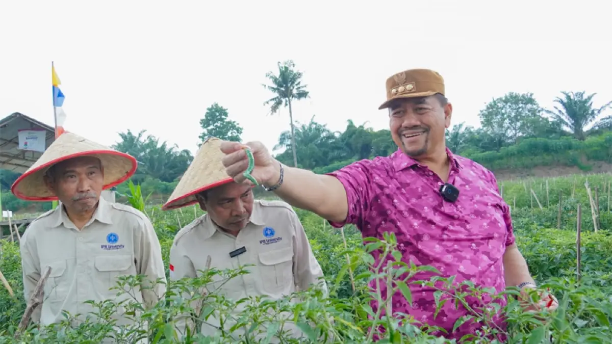 Kegiatan Seleksi Varietas Unggul Cabai Merah hasil kerja sama Pemerintah Kabupaten Batu Bara dengan Fakultas Pertanian Institut Pertanian Bogor di Dusun V, Desa Gambus Laut.