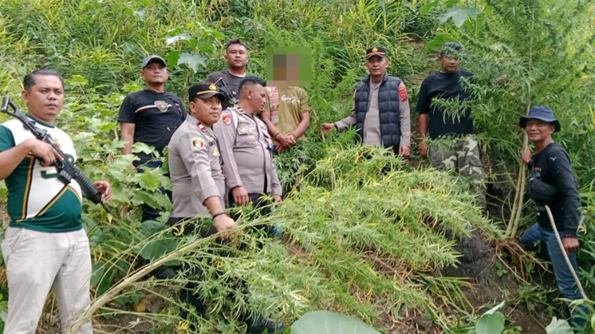 Polsek Kuala Polres Langkat mengamankan 11 batang tanaman dari perladangan.