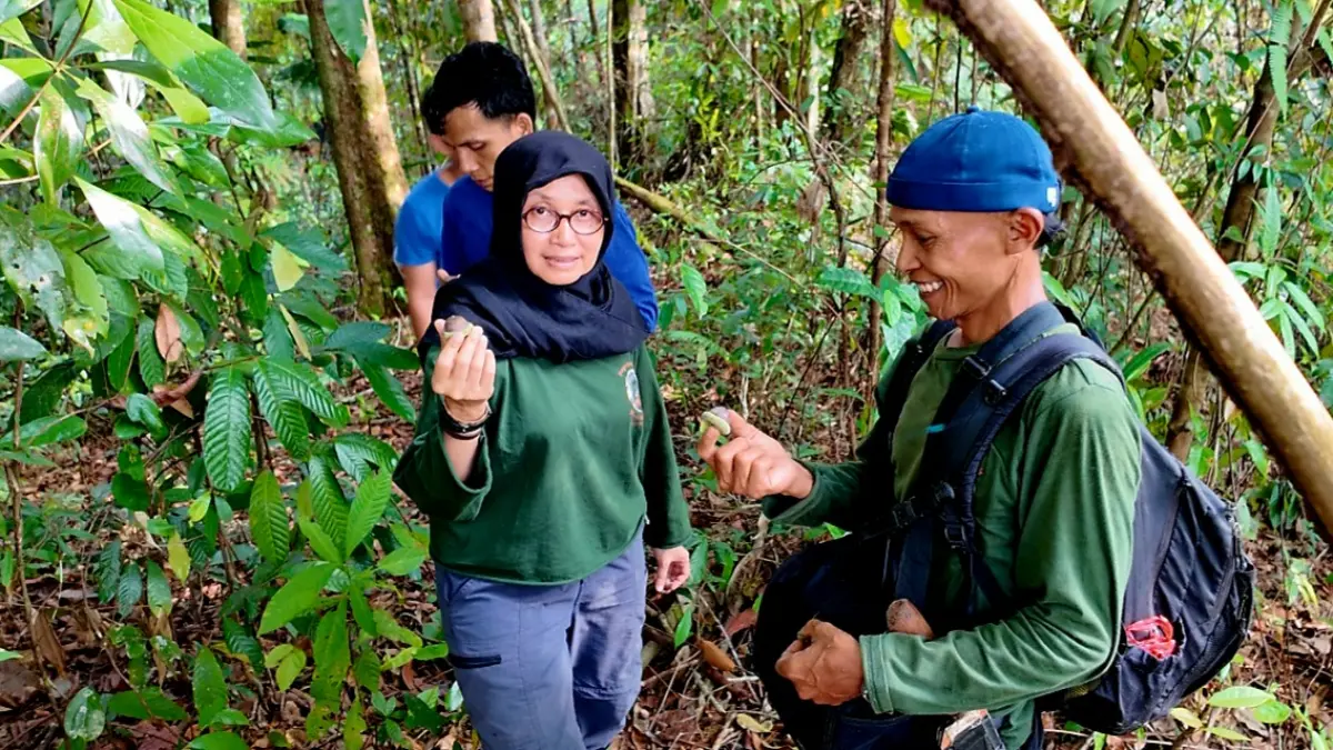 Dr Suci Utami menunjukkan buah gaseng atau kenari hutan sebagai makanan Orangutan Tapanuli yang terdapat dalam area preservasi PTAR di Batang Toru, Tapanuli Selatan saat mendampingi kunjungan tim FOKUS, Sabtu 22/8/2026). (Samman/MetroDaily)