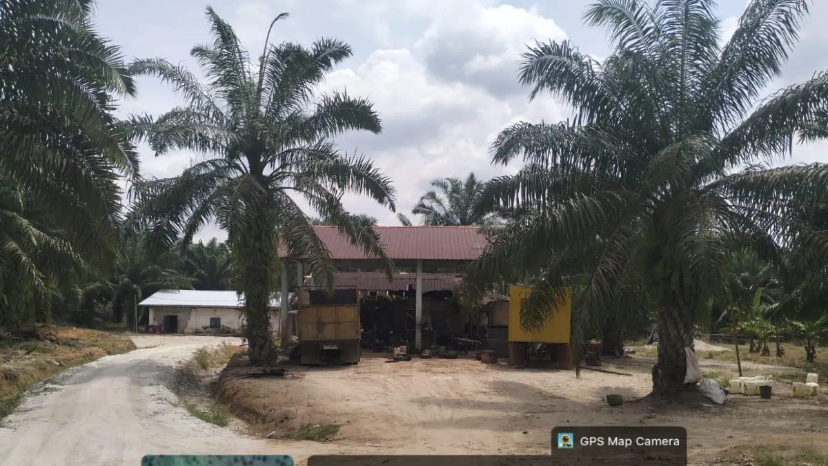 Areal perkebunan kelapa sawit milik PT Sijabut yang tidak memiliki HGU.